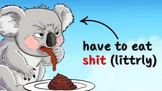 Why it sucks to be born as a Koala