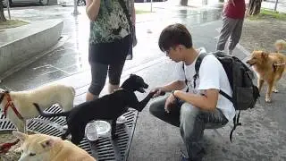 Eve's dogs for adoption-Ashlee good with the stranger.