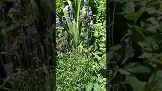 Моя аптека. Лаванда