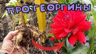 ПОСАДИТЕ ТАКИЕ ГЕОРГИНЫ И БУДУТ ЦВЕСТИ ВСЕ ЛЕТО ОГРОМНЫМИ БУТОНАМИ ИЗ ЧЕРЕНКОВ