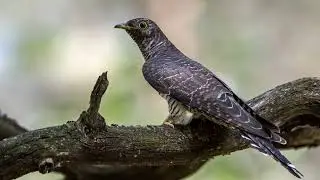 ФИОФЕН - КУКУШЕЧКА