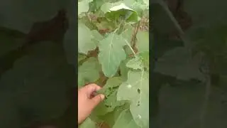 tiddi dal ki tabah kari on vegetable