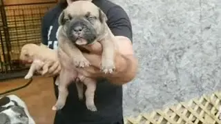 My Honest Review Of The Famous Royal Kennels
