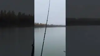 ямал. река щючья