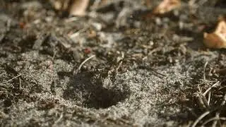 Parasitic Wasp Fighting A Swarm Of Ants For A Caterpillar