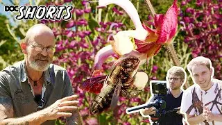 DOC SHORTS | Folge 37 - Köpfchen unter'm Schlagbaum, Schwänzchen in die Höh': Xylocopa violacea