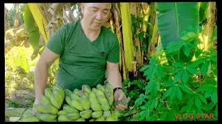 fresh from the farm Banana at Jackfruit
