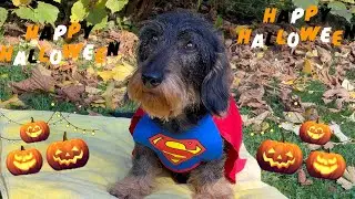 Dachshund Teddy will soon have all his superpowers back 😃