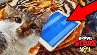 БЕЗУМНАЯ УДАЧА!? КОТ ОТКРЫЛ СУНДУКИ В БРАВЛ СТАРС