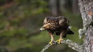 Golden Eagle - Largest eagle in North America, found in mountainous areas.