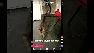 VK Клипы