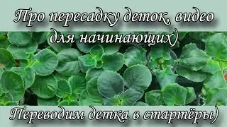 Transplanting violet cuttings! Transforming cuttings into starters! A video for beginners, based ...