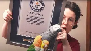 Apollo World Record Bird