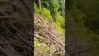 new video #viral #short #video #jammuandkashmir #tranding 🌲🌲