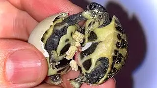 Twin Hermann’s Tortoises!