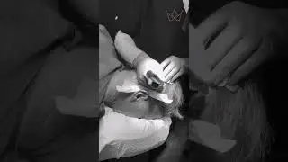 What a day with us looks like #haircare #hairgrowth #hair #hairlosshelp #hairtransplantuk #hairloss
