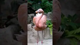 #flamingo #birds #nature #shorts #youtubeshorts #trending #viralvideo #shortsfeed