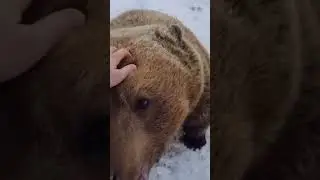 dog bear