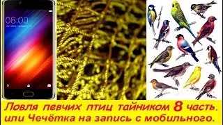 Ловля певчих птиц тайником 8 Часть - или Чечётка на запись с мобильного.
