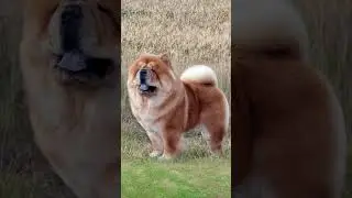 Vay canına!.. Çinliler pandanın da sahtesini yapmış.