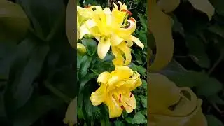 Лилия.