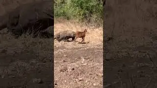 Komodo Dragon vs Goat 