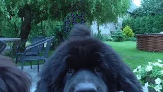 Your screen has been claimed by a Newfies 🐶