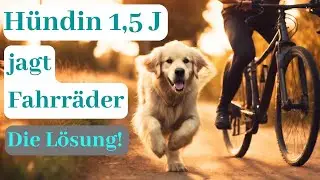 Fahrrad-Fieber: Wie man Hunden das Jagen abgewöhnt!