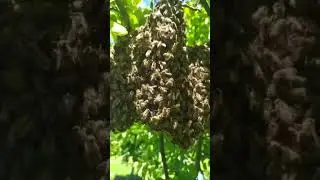 Как снять пчелиный рой.Поймать рой пчёл.