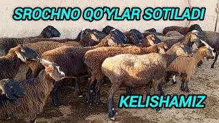 SROCHNO QO'YLAR SOTILADI SAMARQAND V NUROBOD TUMANI NURBULOQ SH YUKSALISH MAHALLASIDA KELISHAMIZ