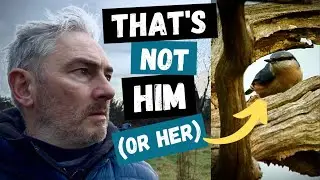 A New Bird Of Prey Sighted... Plus Nuthatch and Treecreeper