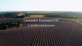 Lavender Essential Oil - A traditional process | BMPCC6K + Mavic 2 Pro