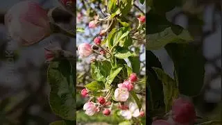 КАК ЦВЕТУТ САДЫ в УРГУТЕ 