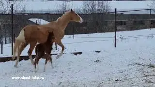 Yaarit Shael (Adair Shael - Yagmar Shael), 3-day-old akhalteke filly