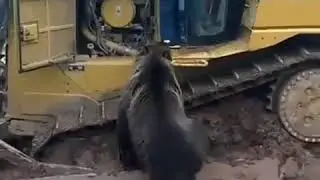 Медведь на вахте с бульдозеристом