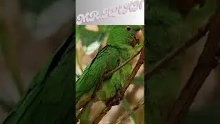 Furans Feathers