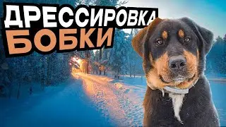 Дрессировка собаки зимой! Очередная тренировка Боба!