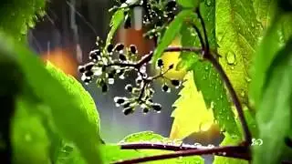 Chris Spheeris ~ Eros (Rain) -ڿڰ