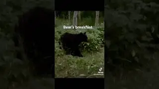 Bear’s breakfast 🐻 #nature #bear, #coloradomountains