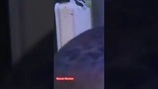 Ikan Haruan Moster Borneo