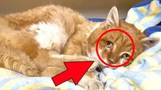 The cat went to the owner for 8 years, when the cat came into the house, he had tears.