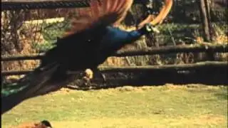 flying peacock