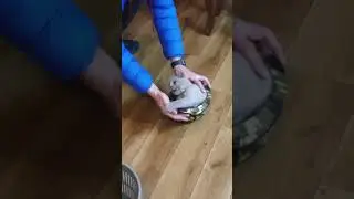 Кот и каска