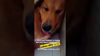 Sleeping doggo🤣#philippines #ytshorts #yt #dog #funnyshorts #funnydog #funny