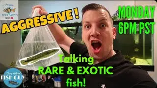TALKING RARE & EXOTIC FISH WITH LONG ISLAND FISH GUY!!!