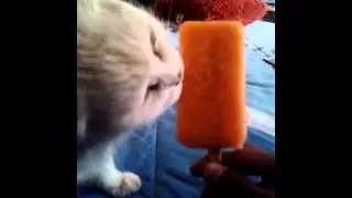 MI GATTITA pushusha comiendo paleta de melon  ( my cat pushusha licking a melon ice pop)