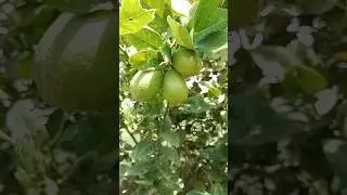 Lemon Tree 🎄લીંબુ #shortsvideo #shortvideo #trending #viral #reels #viralvideo #trend #india