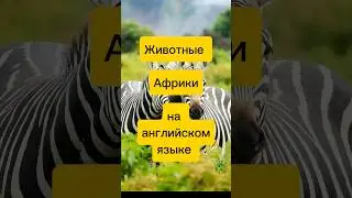 ЖИВОТНЫЕ  АФРИКИ на английском #shorts