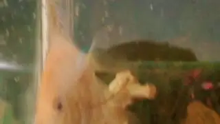 Ciclido Ángel o escalar con sus crías