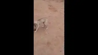تدريب كلب السلوقي